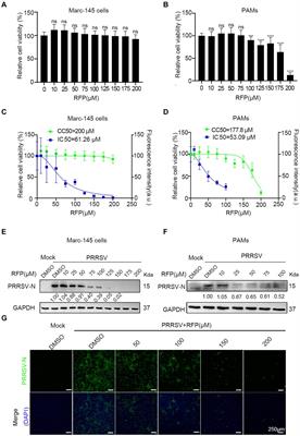 Inhibition of porcine reproductive and respiratory syndrome virus replication by rifampicin in vitro